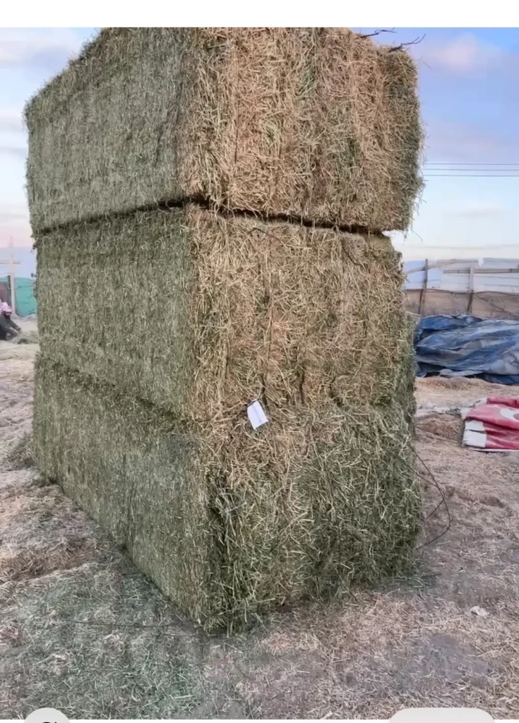 Rhodes Grass Hay