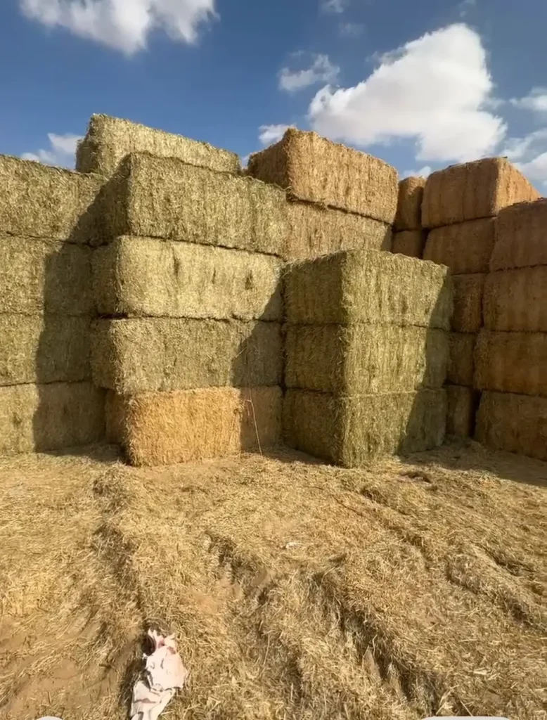 Timothy Hay