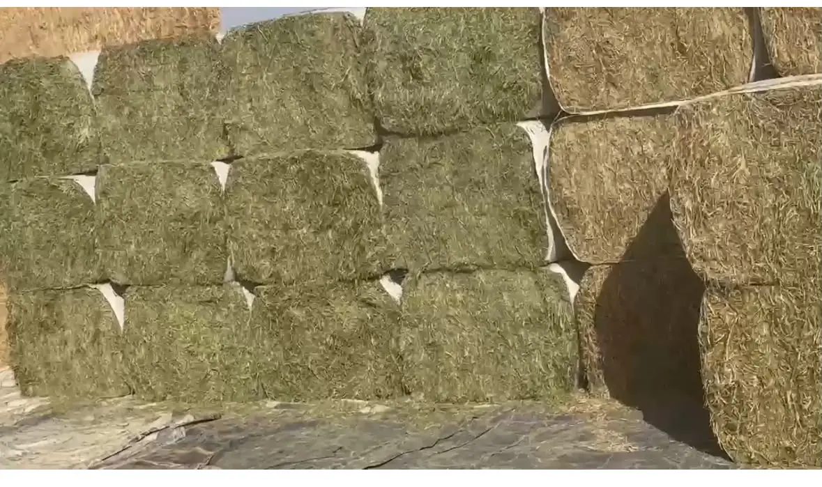 Alfalfa Hay