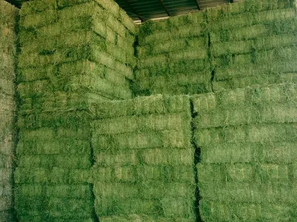 Animal Feed Supplier UAE