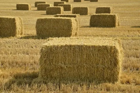 Wheat Straw