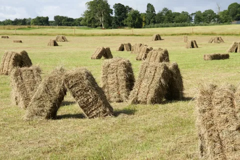 bermuda grass hay