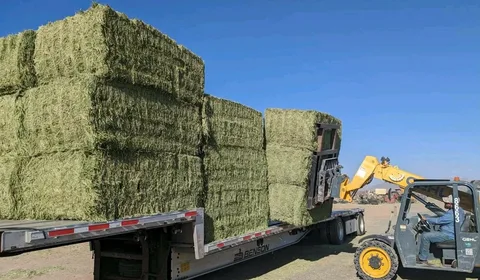Bulk Animal Feed Supply