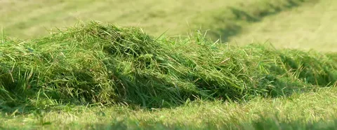 Animal Feed Supply