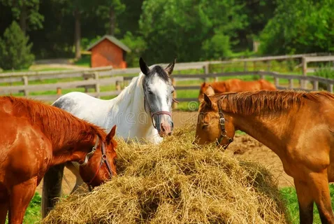 horse feed UAE