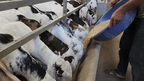 goat feed UAE