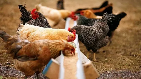 Poultry feed UAE for chickens, broilers and layers