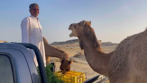 Camel feed UAE for dairy, racing, breeding and growing camels